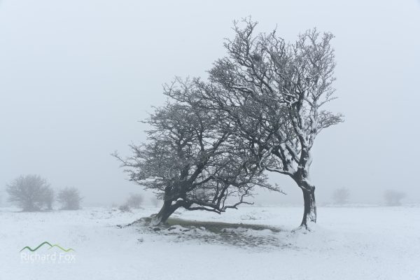 raw-support_24391432744_o