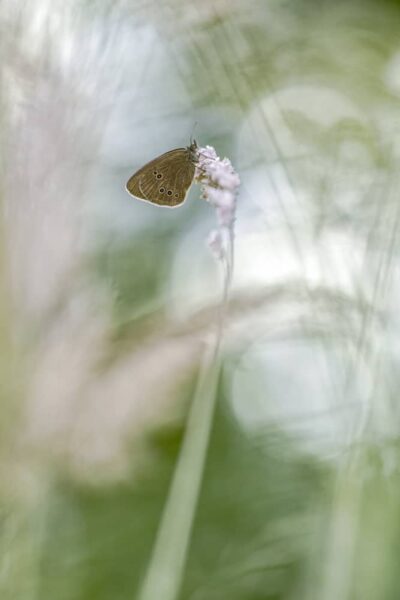 Above and Beyond Photo of a Ringlet Butterfly
